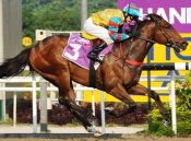 Mr Big returns home to Singapore.<br>Photo by Singapore Turf Club